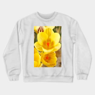 Crocus  &#39;Gipsy Girl&#39; Crewneck Sweatshirt